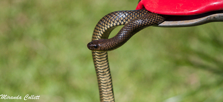 Brown Snake (Paraphimophis rustica)